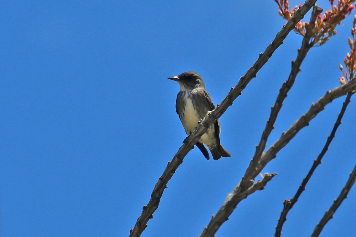 Olive-sided Flycatcher - ML57807651