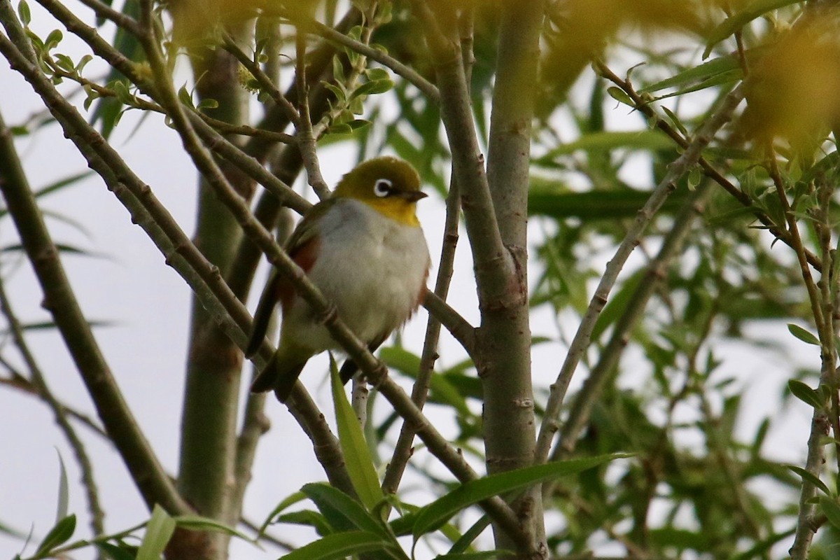 Chestnut-flanked White-eye - ML57807721