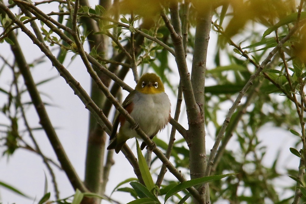 Chestnut-flanked White-eye - Owen Krout