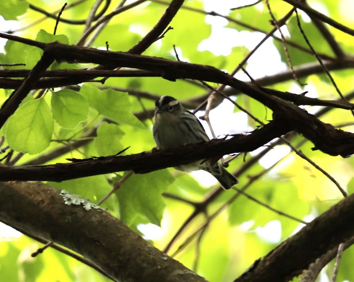 Black-and-white Warbler - ML578080371