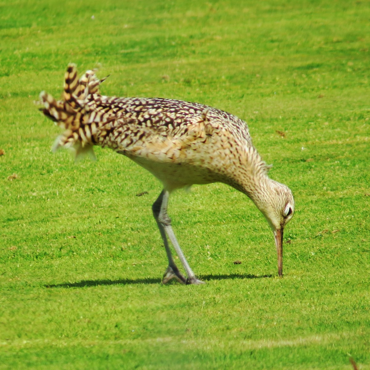 Long-billed Curlew - ML57808061