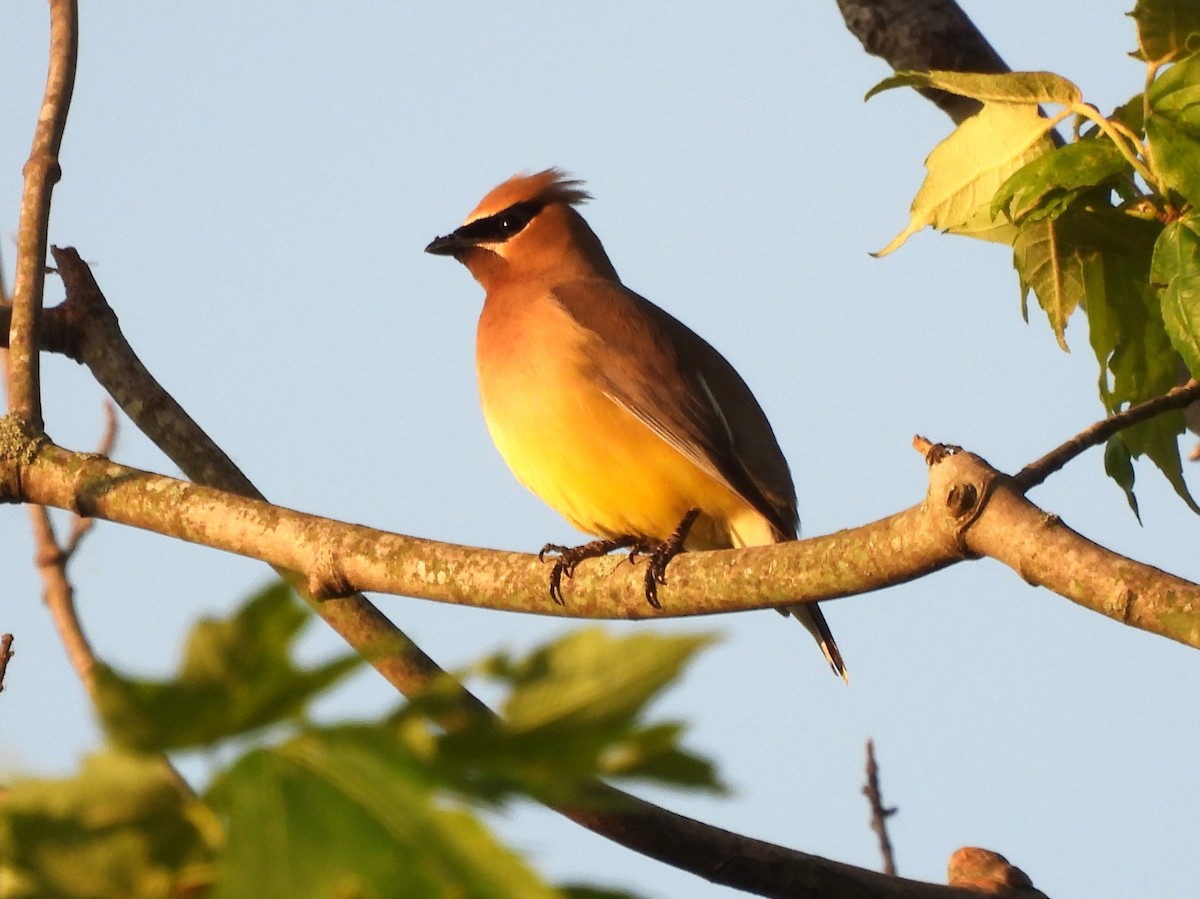 Cedar Waxwing - Jenny Young