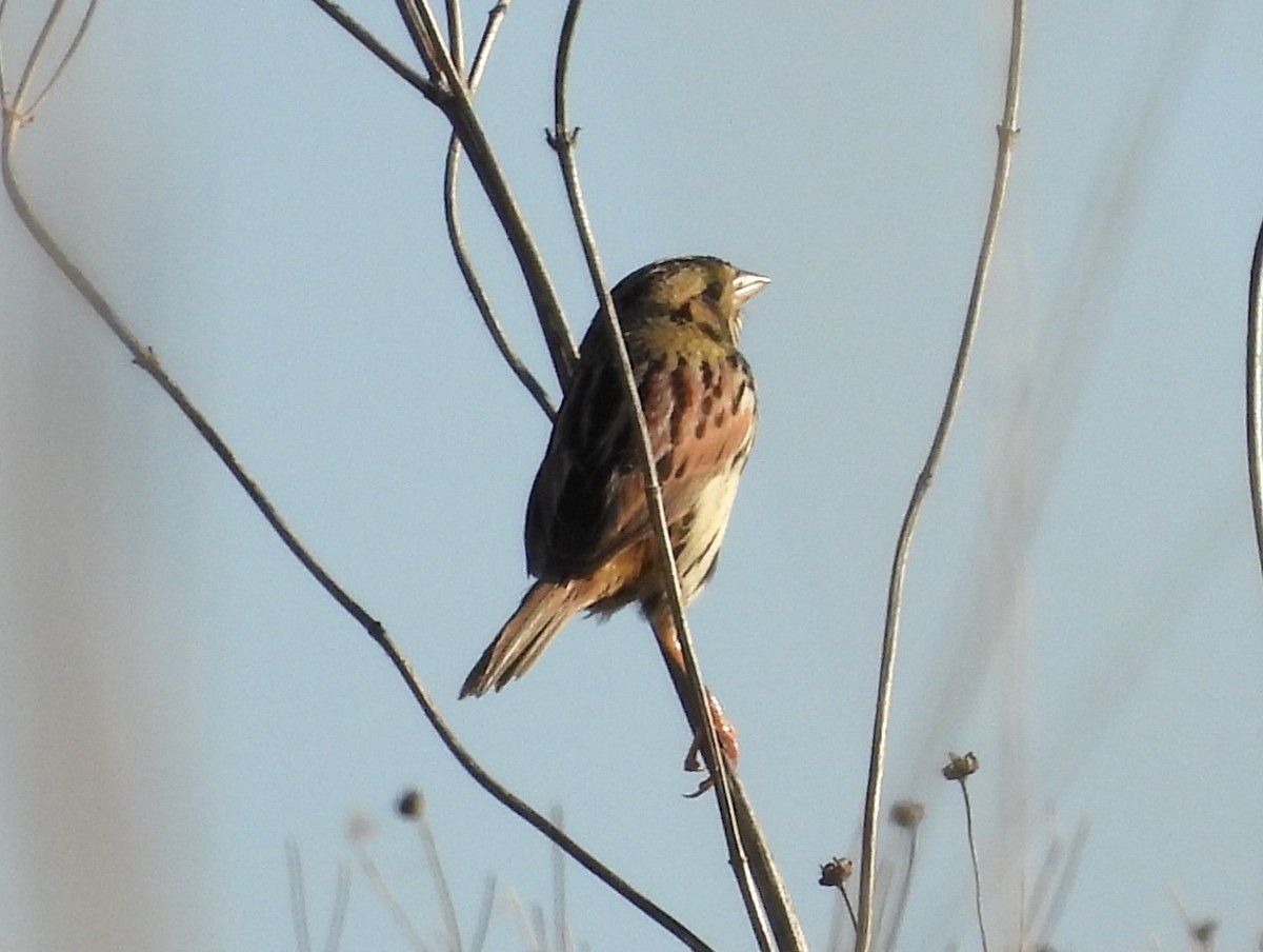 Henslow's Sparrow - Jenny Young