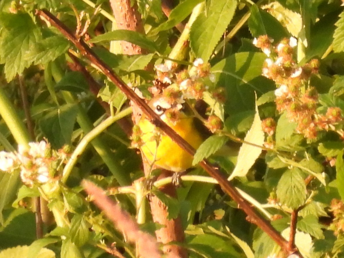 Yellow-breasted Chat - Jenny Young