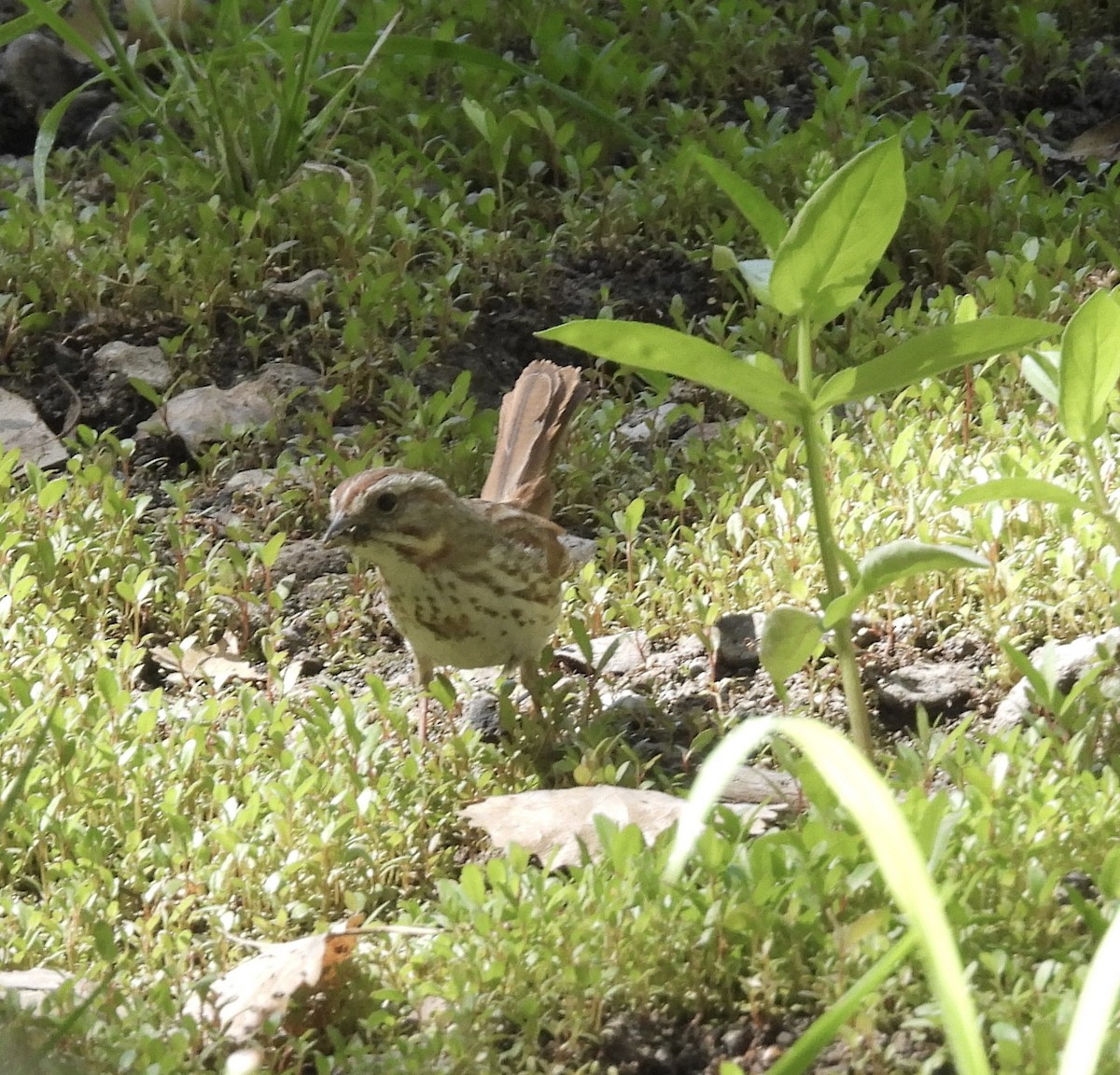 Song Sparrow - Beth Bruckheimer