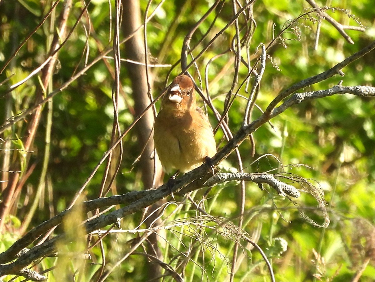 Blue Grosbeak - Jenny Young