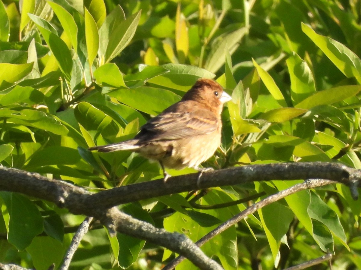 Blue Grosbeak - Jenny Young