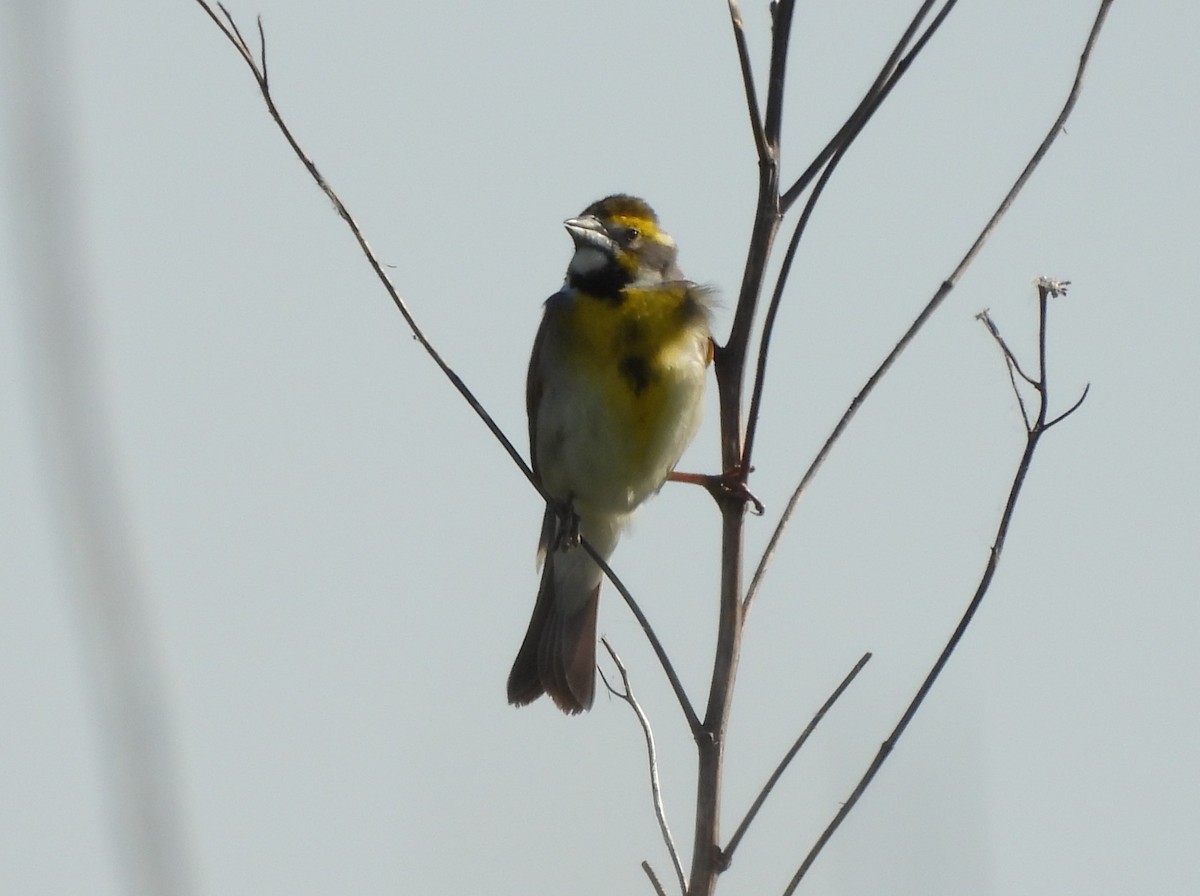 Dickcissel - Jenny Young