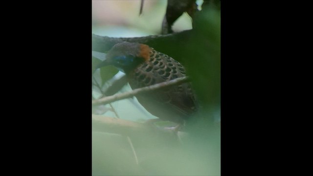 Ocellated Antbird - ML578082321