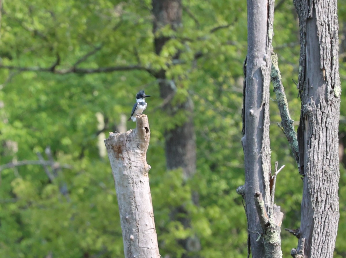 Belted Kingfisher - ML578083261