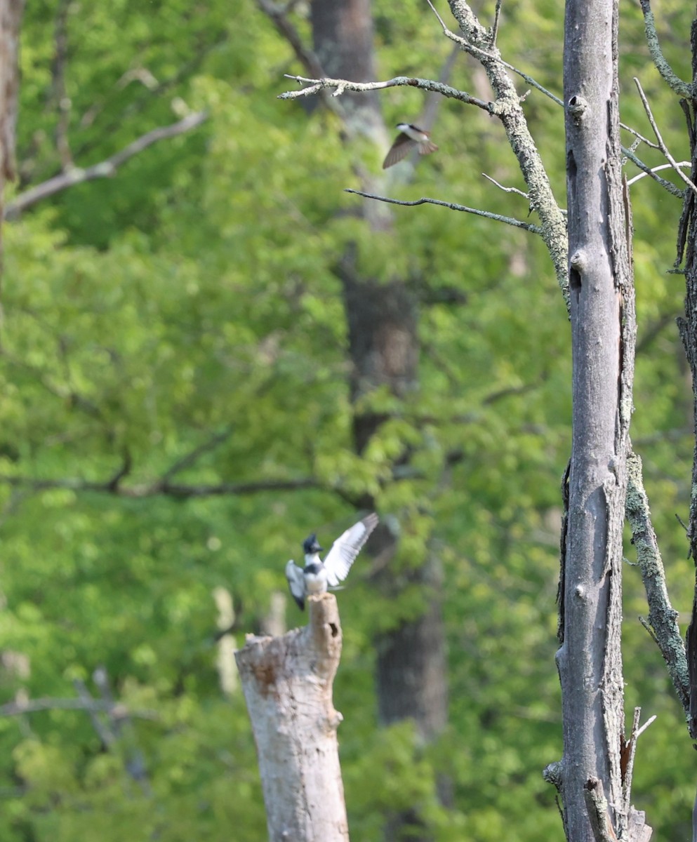Belted Kingfisher - ML578083291