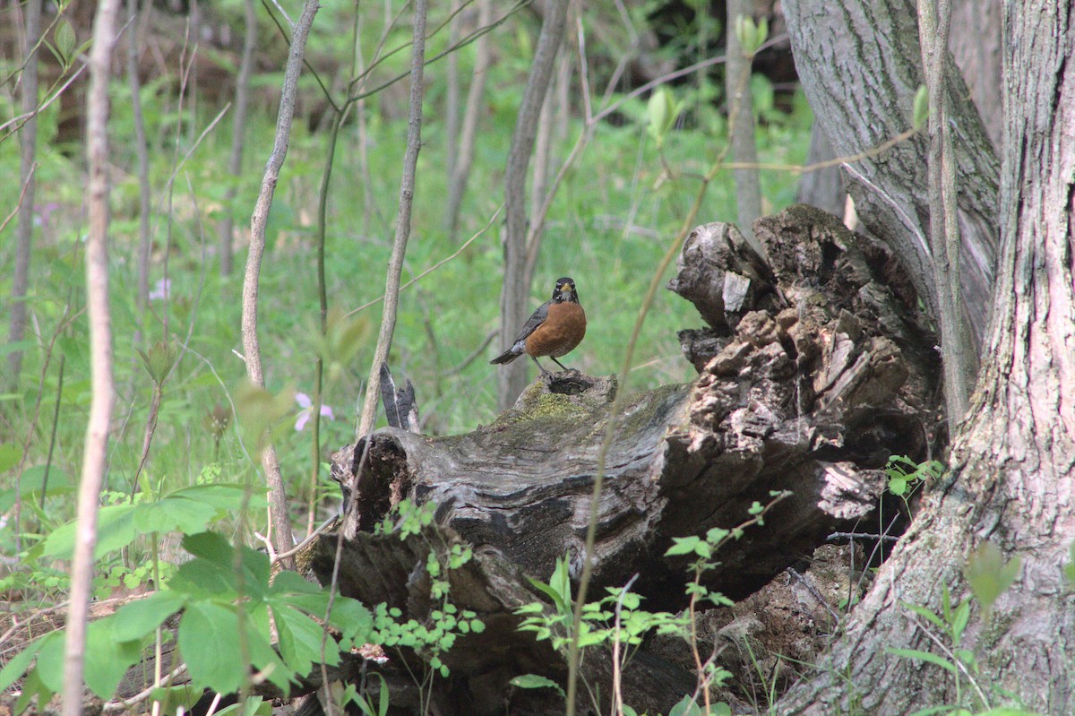 American Robin - ML578085681