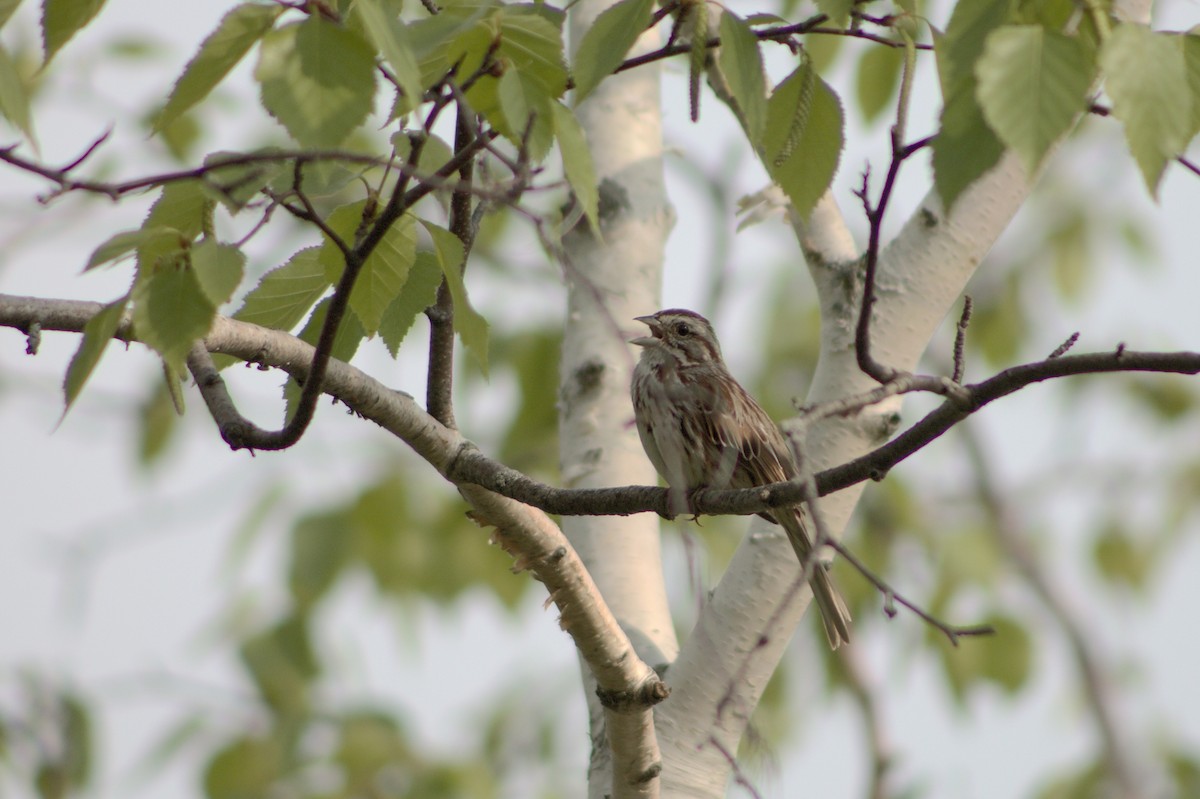 Song Sparrow - ML578086021