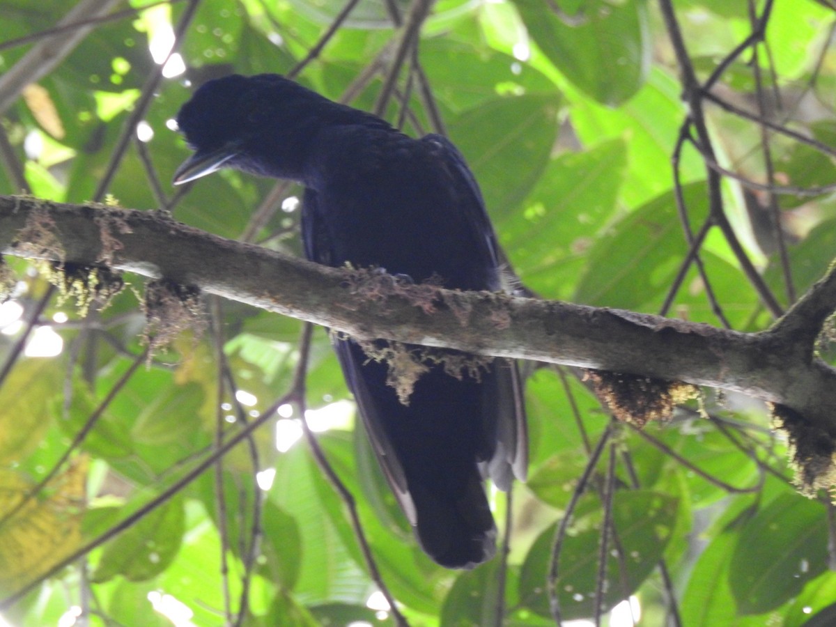 Long-wattled Umbrellabird - ML578086611