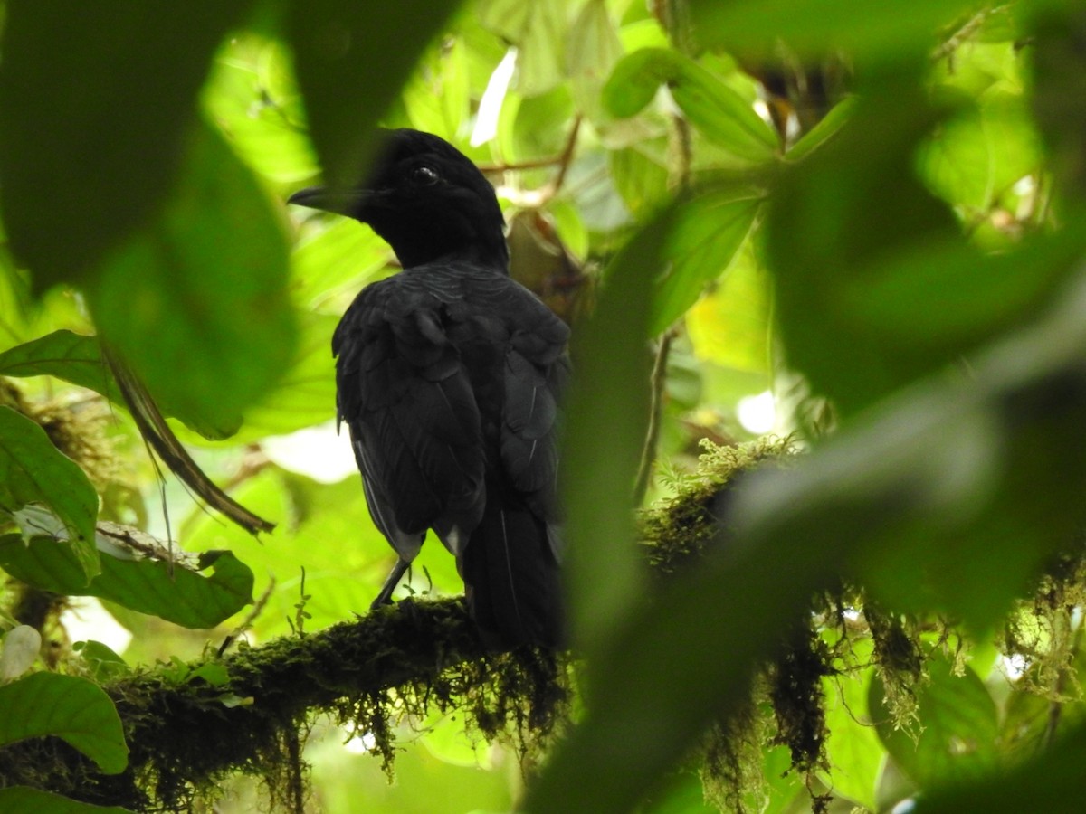 Эквадорская зонтичная птица - ML578086801