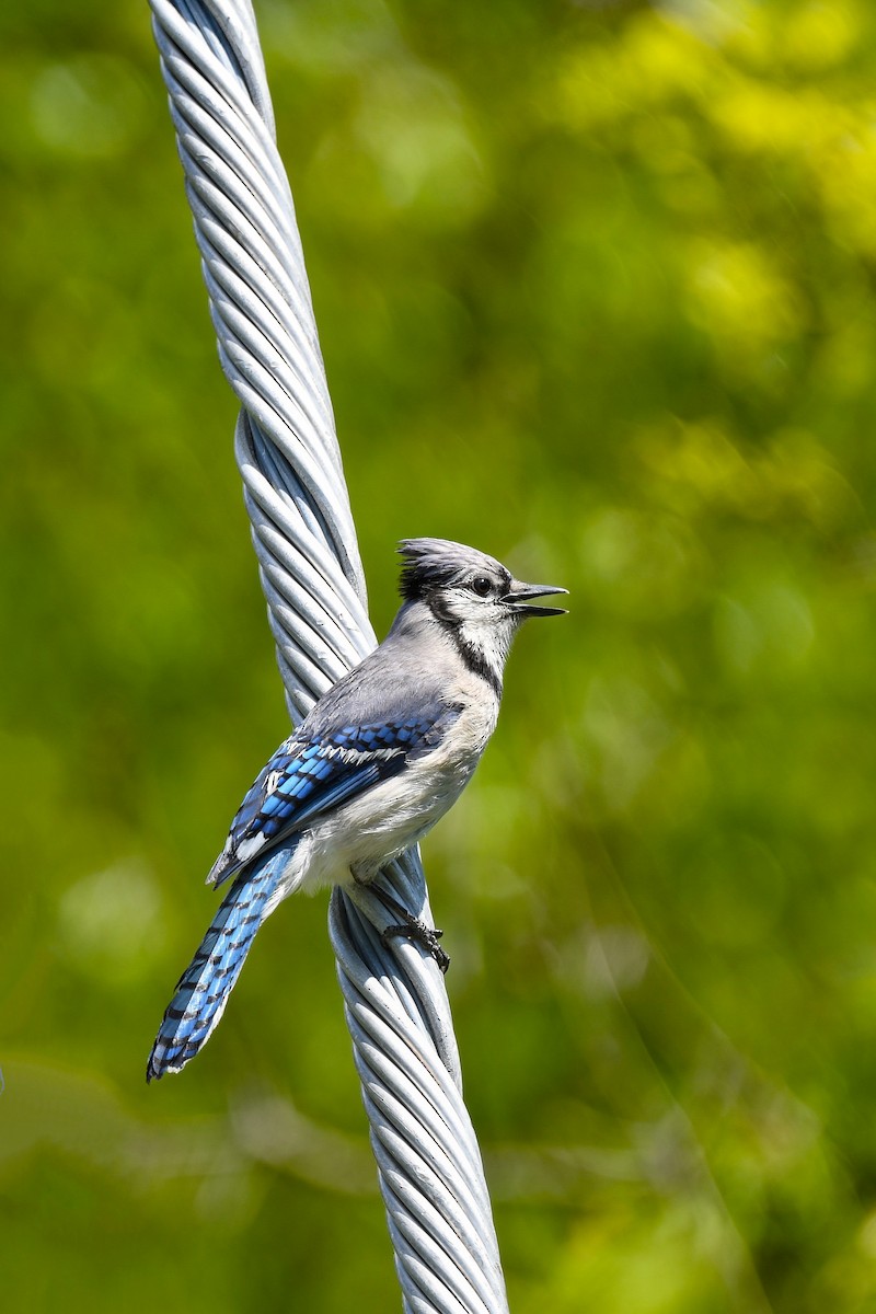 Blue Jay - Carly Rodgers