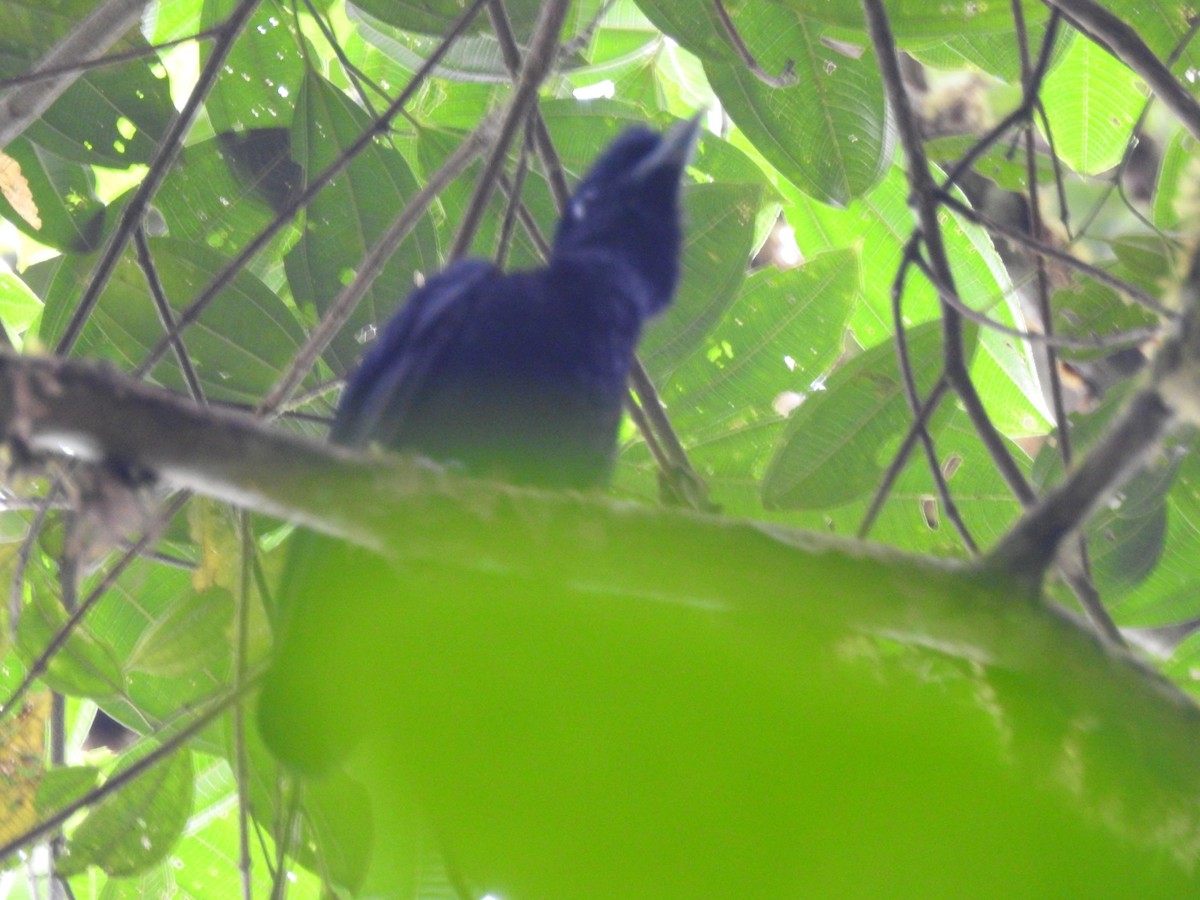 Эквадорская зонтичная птица - ML578086971