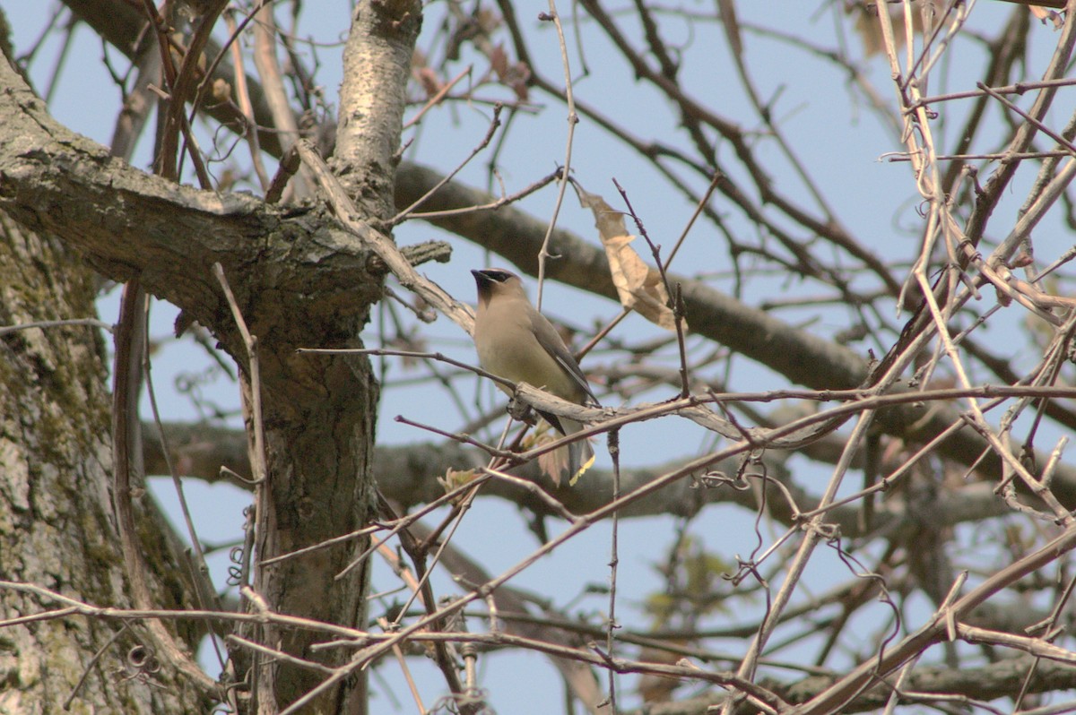 Cedar Waxwing - ML578087361