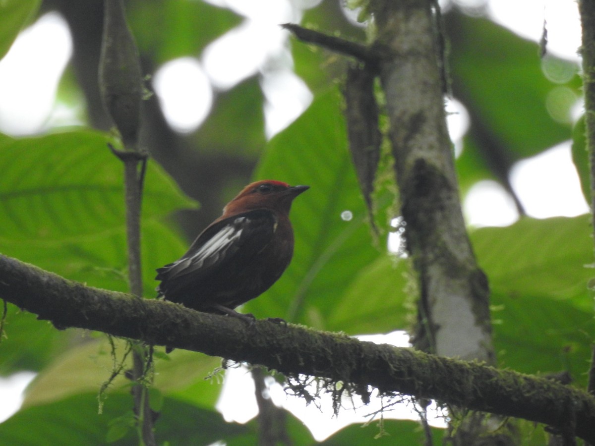 Club-winged Manakin - ML578087771