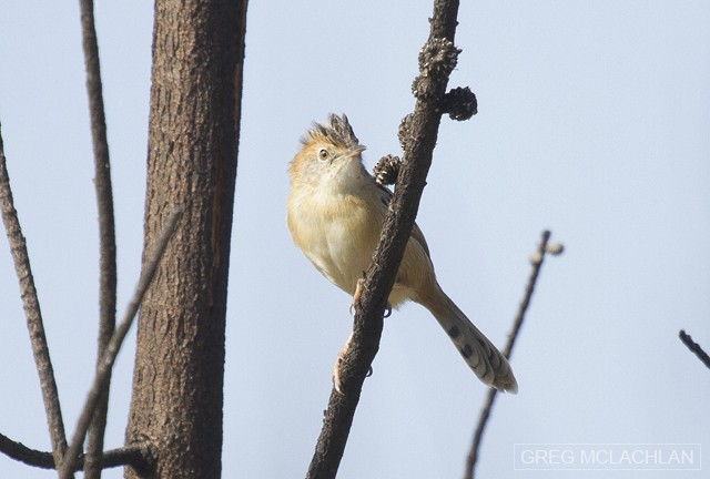 Golden-headed Cisticola - ML57808851