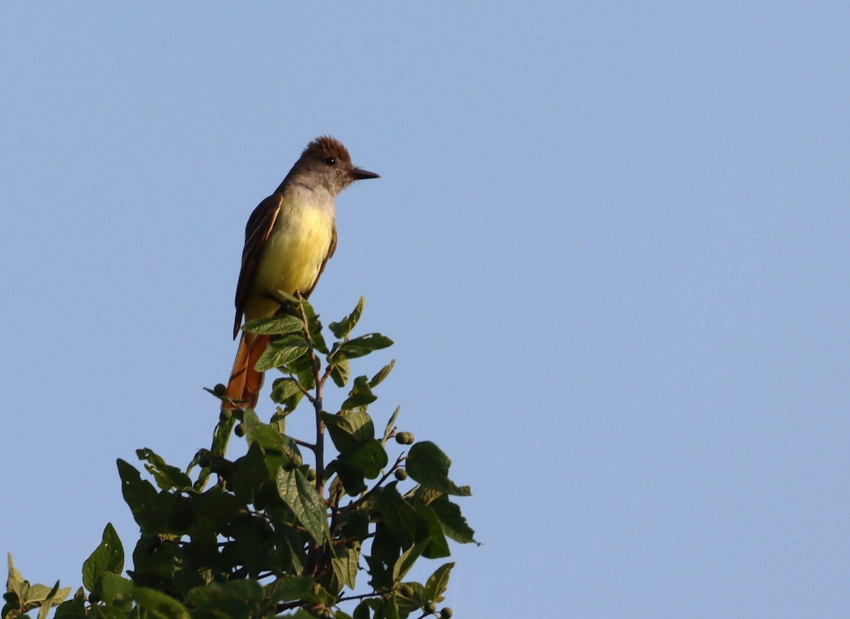 Great Crested Flycatcher - ML578088591