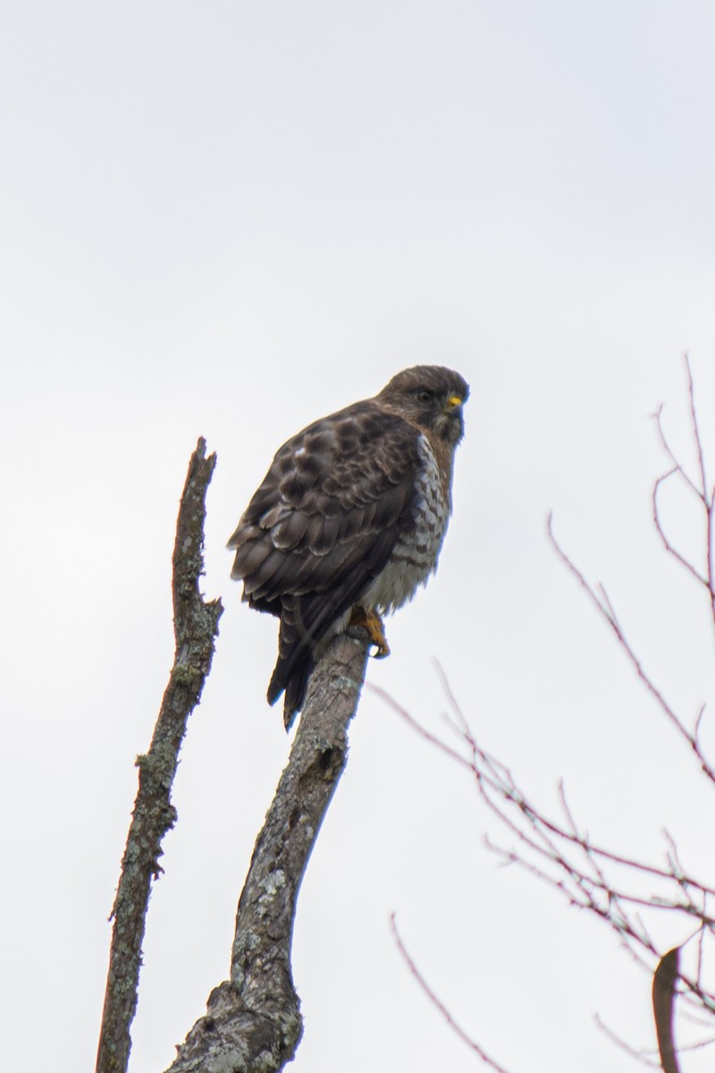 Broad-winged Hawk - ML578088601