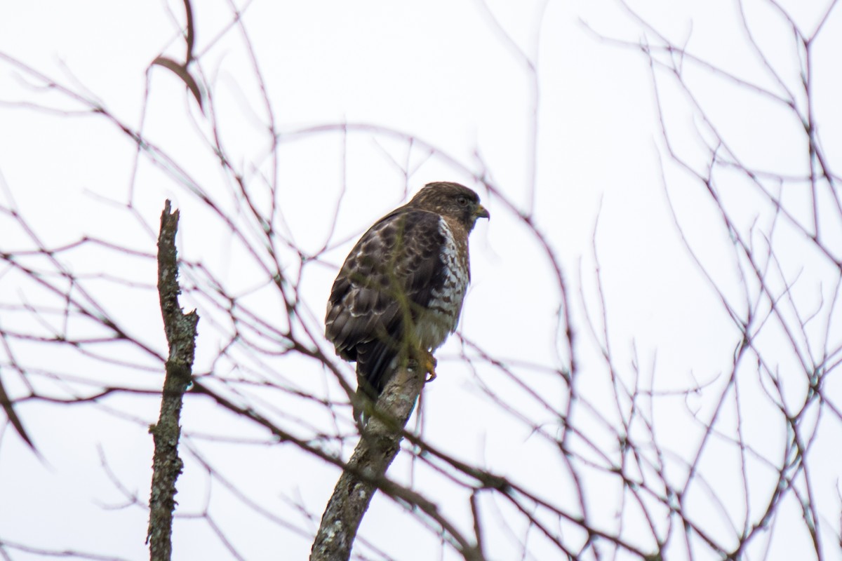 Broad-winged Hawk - ML578088611