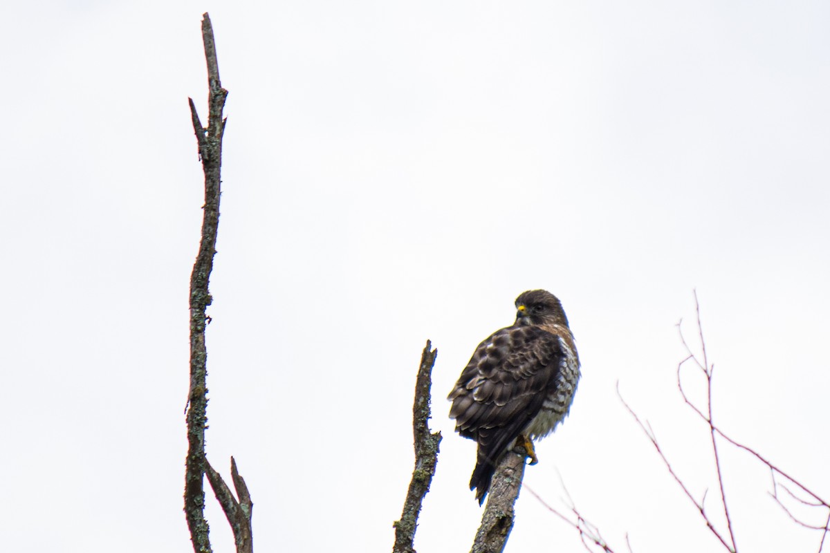 Broad-winged Hawk - ML578088631