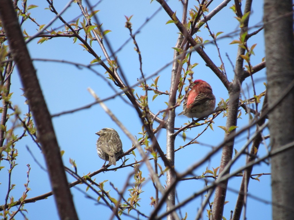 Purple Finch - ML578089841