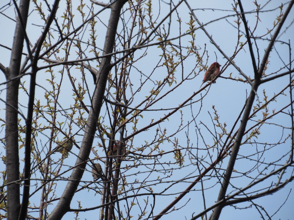 Purple Finch - ML578090311