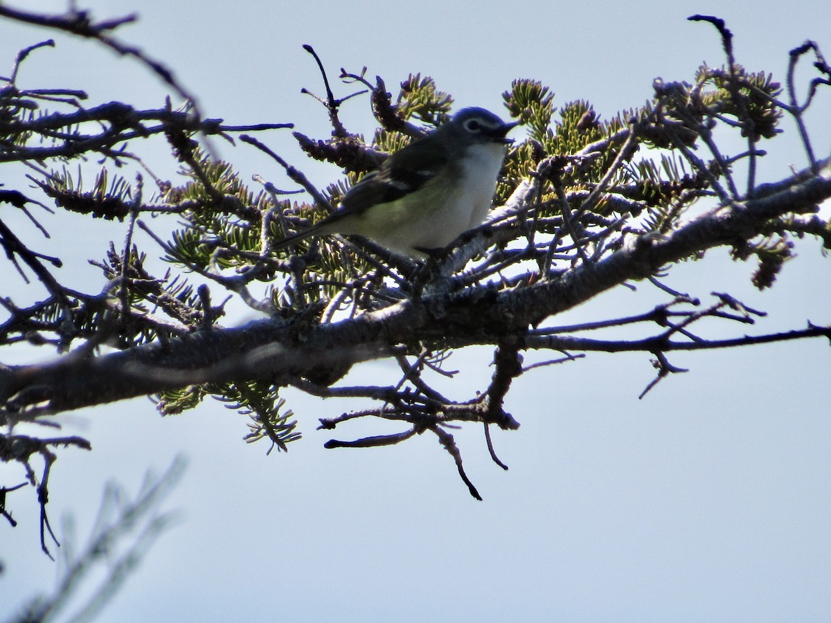 Blue-headed Vireo - ML578091381