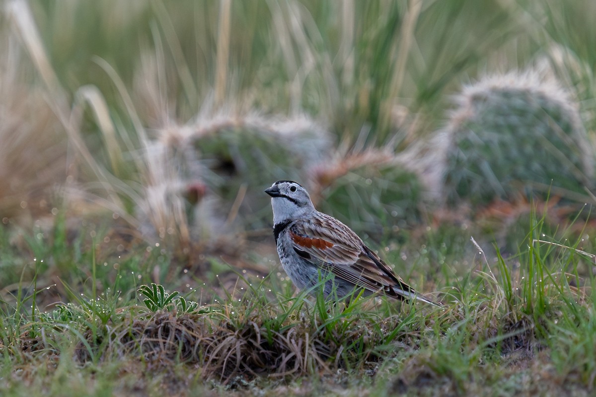 Thick-billed Longspur - ML578091671