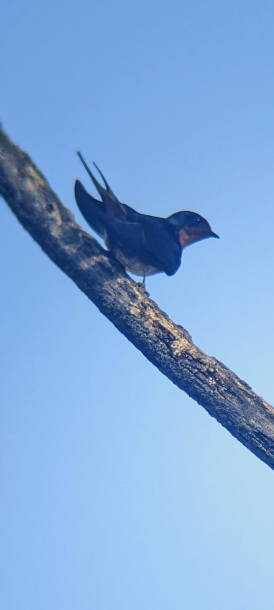 Barn Swallow - ML578092991