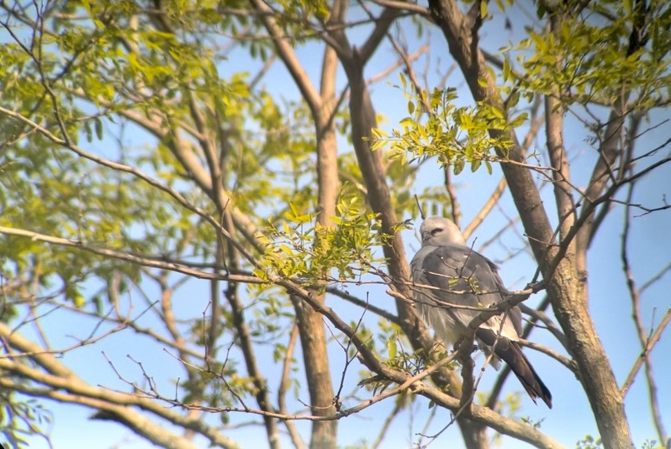 Mississippi Kite - ML578093391