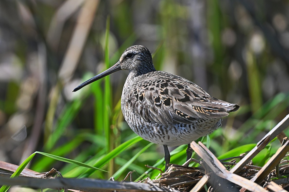 Short-billed Dowitcher - André Lanouette