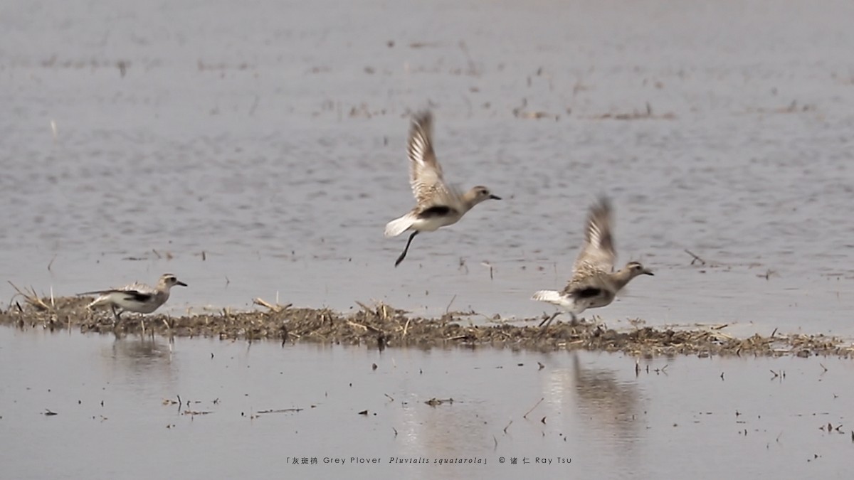 Black-bellied Plover - Ray Tsu 诸 仁