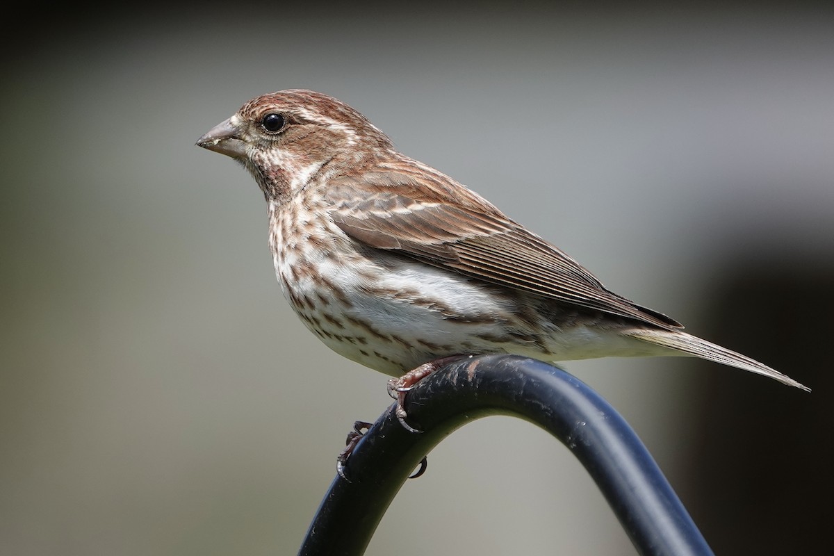 Purple Finch (Eastern) - Tom Shepard