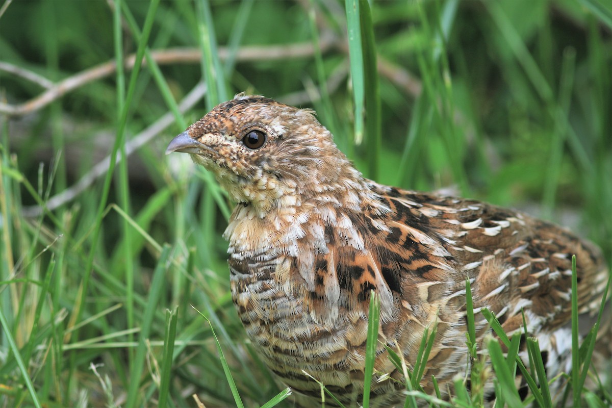 Ruffed Grouse - ML578094881