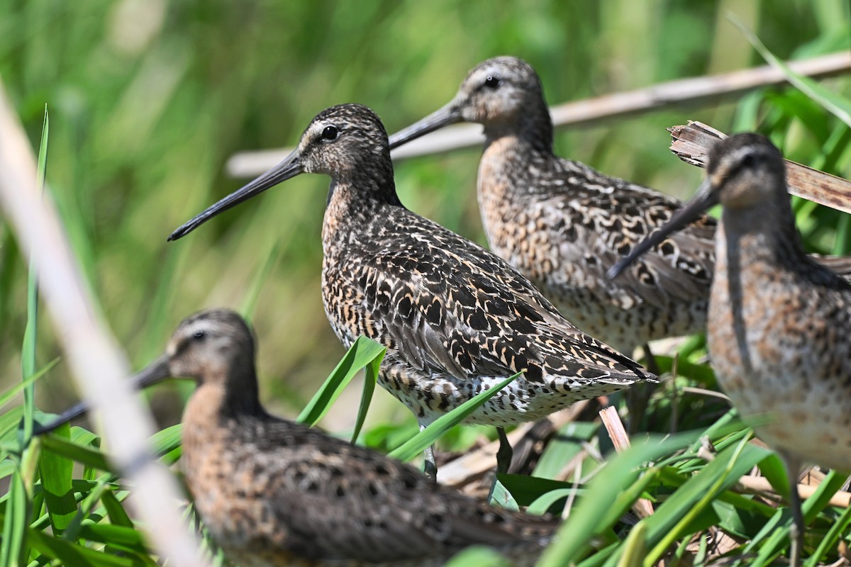 Short-billed Dowitcher - André Lanouette