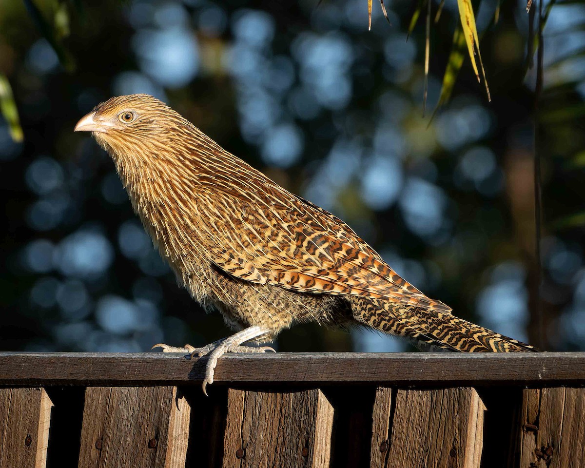 Pheasant Coucal - ML578098481