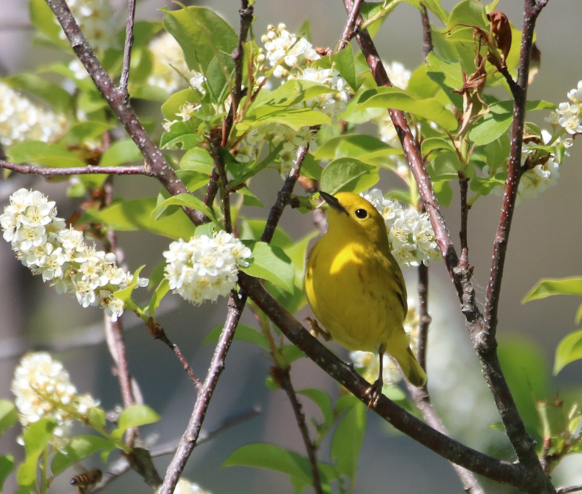 Yellow Warbler - ML578098901