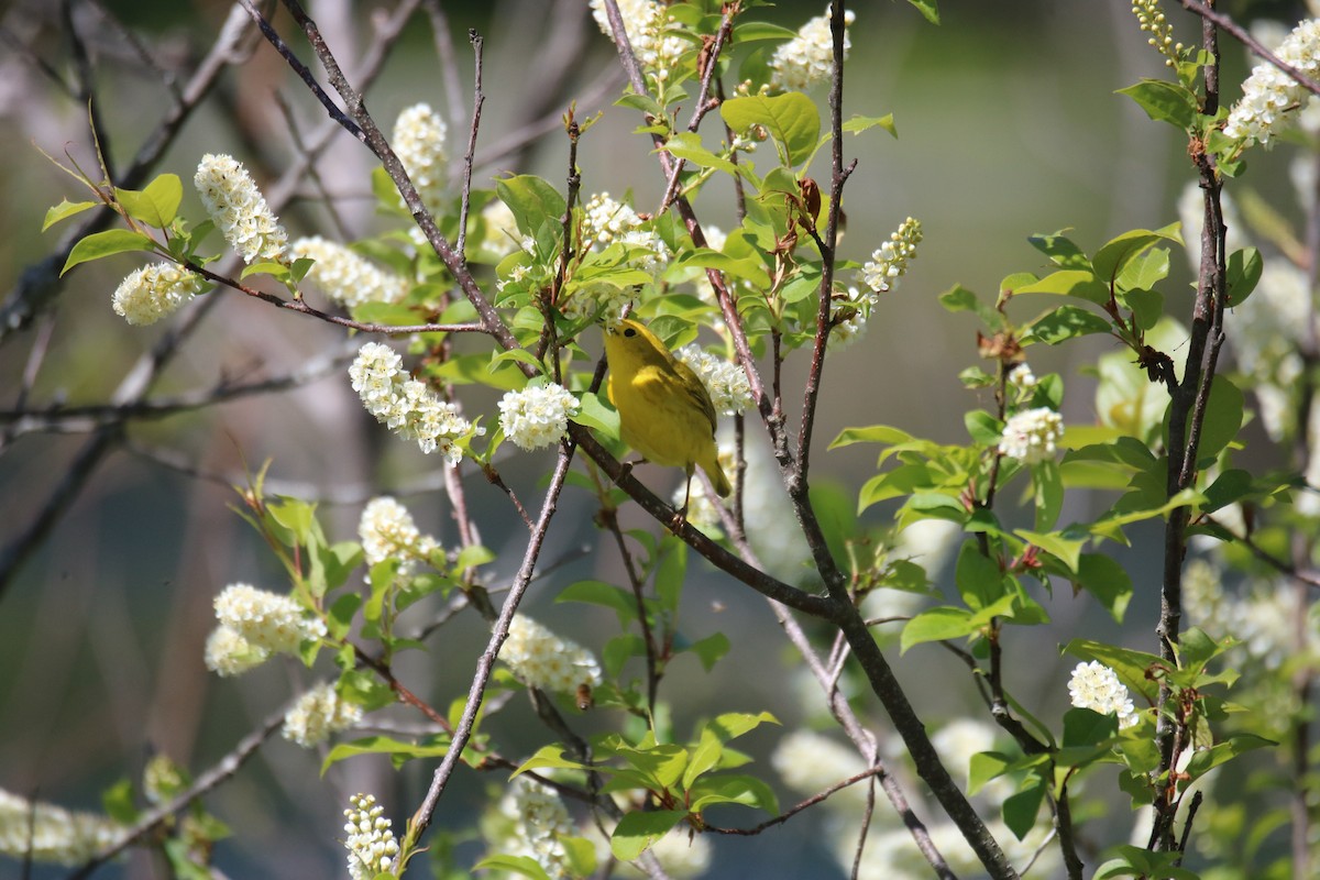 Yellow Warbler - ML578098921