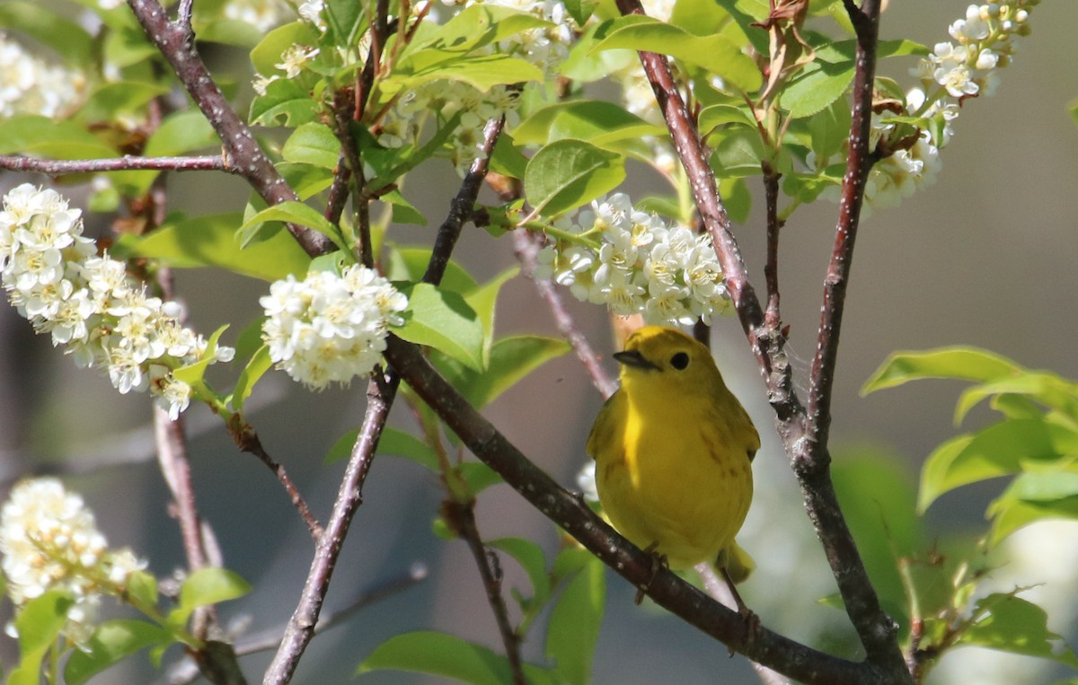 Yellow Warbler - ML578098931