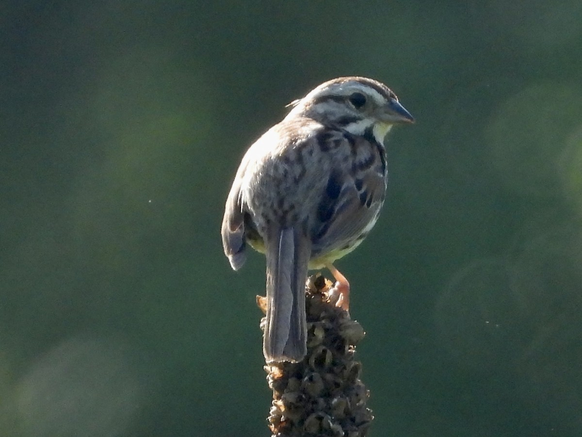 Savannah Sparrow - ML578100211
