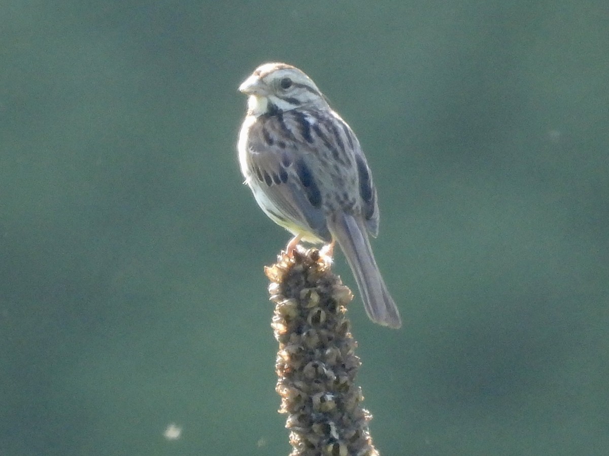 Savannah Sparrow - ML578100221