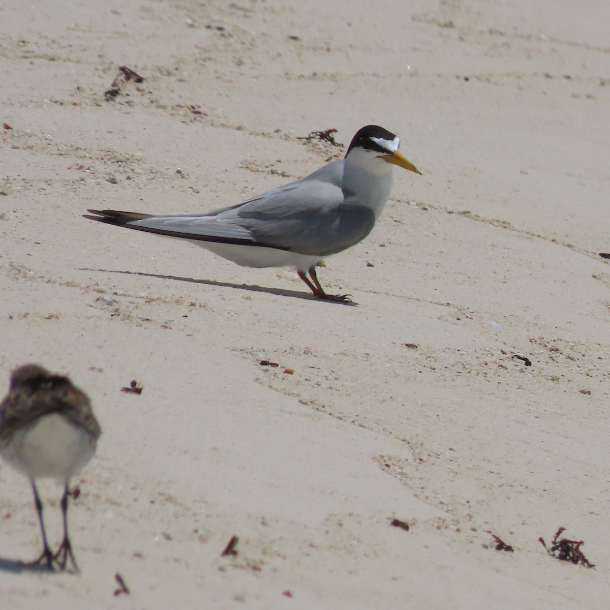 Least Tern - ML578103761