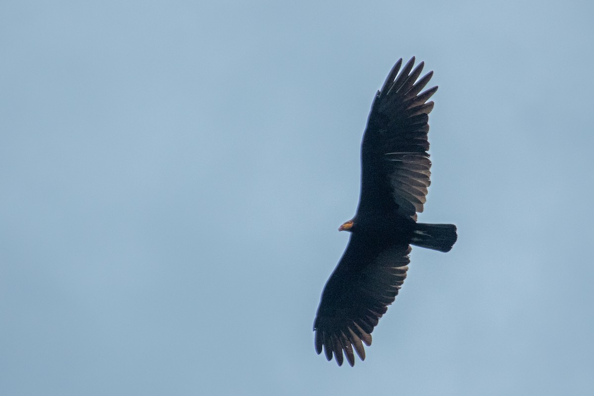 Greater Yellow-headed Vulture - ML578104281