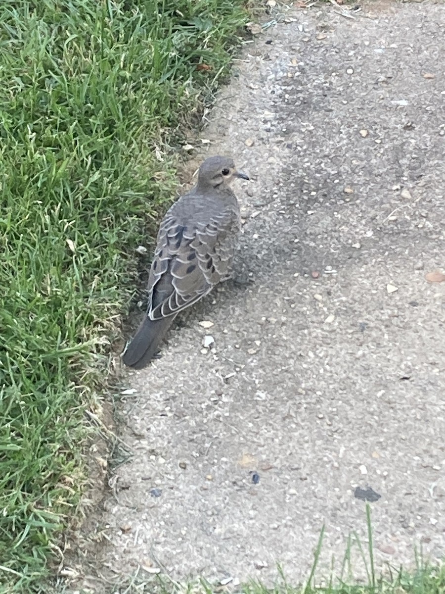 Mourning Dove - ML578106331