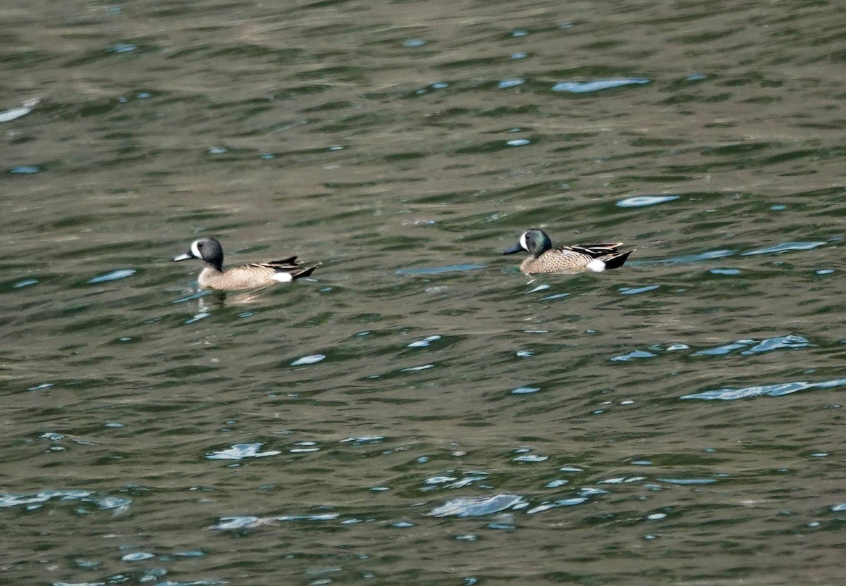 Blue-winged Teal - ML578106421