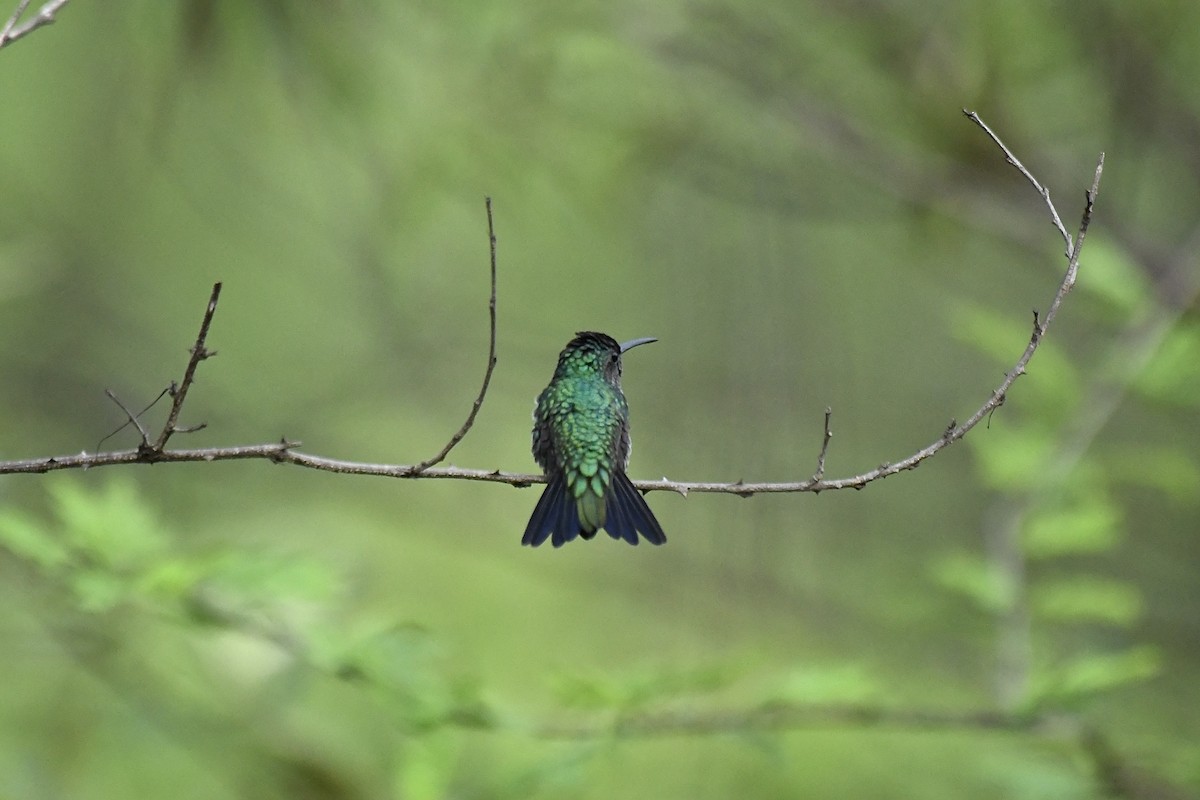 Shining-green Hummingbird - ML578106451